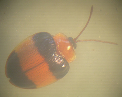 Spilophora nigriceps