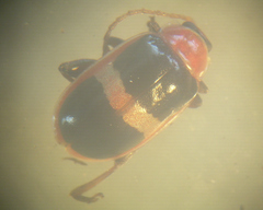 Asphaera paralleloptera
