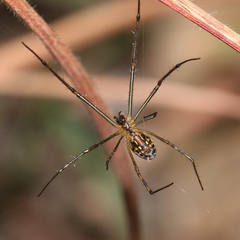 Leucauge granulata