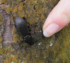 Mecodema crenaticolle