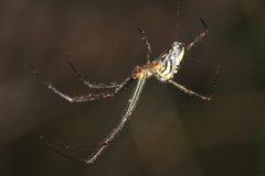 Leucauge granulata