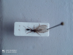 Xanthostigma xanthostigma