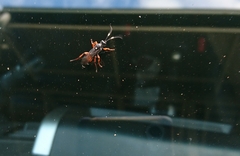 Ichneumon promissorius