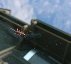 Ichneumon promissorius