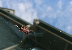 Ichneumon promissorius