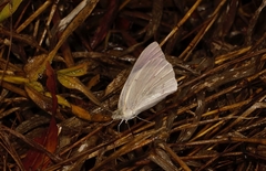 Colotis regina