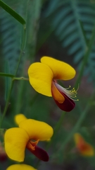 Bossiaea heterophylla