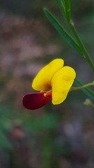 Bossiaea heterophylla