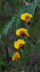 Bossiaea heterophylla