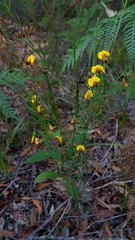 Bossiaea heterophylla