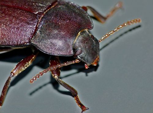 Mimopeus opaculus photo 2