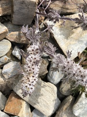 Lagopsis marrubiastrum