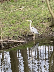 Ardea cinerea