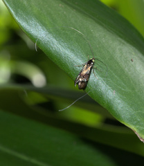 Nemophora topazias
