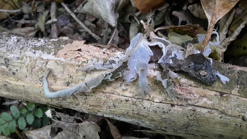Diplodactylidae