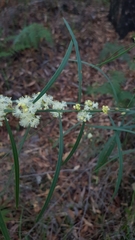 Acacia suaveolens