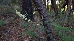Acacia suaveolens