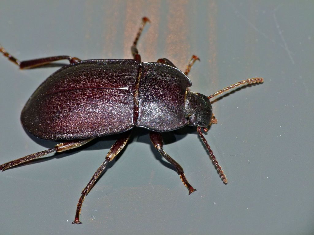 False wireworm
