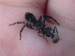 Tharpyna campestrata