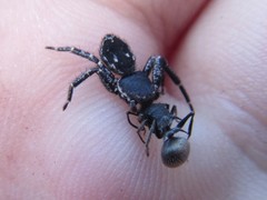 Tharpyna campestrata