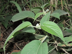 Acalypha angatensis