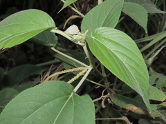 Acalypha angatensis