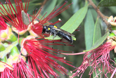 Amphylaeus morosus