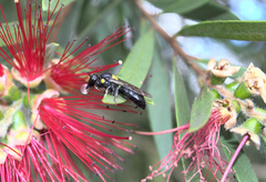 Amphylaeus morosus