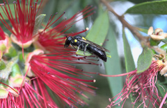 Amphylaeus morosus