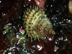 Trichotropis cancellata