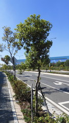 Cinnamomum reticulatum