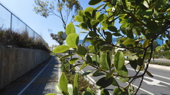 Cinnamomum reticulatum