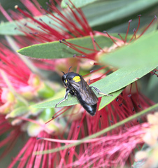 Amphylaeus morosus