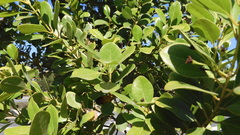 Cinnamomum reticulatum