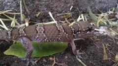 Hemidactylus triedrus