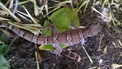 Hemidactylus triedrus