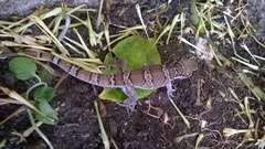 Hemidactylus triedrus