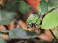 Zeuxippa formosa