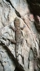 Hemidactylus maculatus