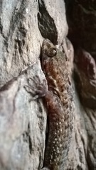 Hemidactylus maculatus