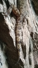Hemidactylus maculatus