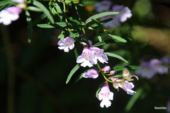Prostanthera linearis