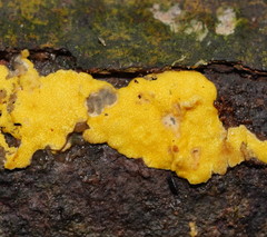 Trichoderma victoriense