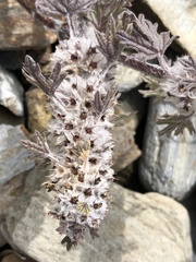 Lagopsis marrubiastrum