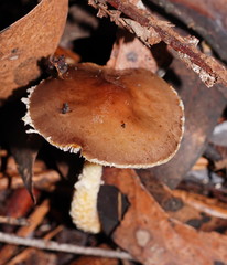 Stropharia formosa