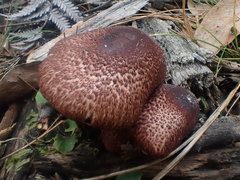 Lepiota haemorrhagica