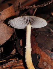 Stropharia formosa