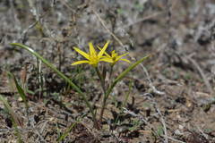Gagea pusilla