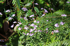 Prostanthera linearis