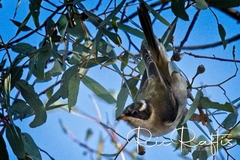Melithreptus gularis gularis